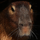 A capybara is seen exploring the new exhibit at Taronga Zoo on September 26, 2019 in Sydney, Australia. The capybara is native to South America and is the largest living rodent in the world.